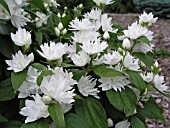 PHILADELPHUS MINIATURE SNOWFLAKE