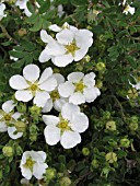 POTENTILLA FRUTICOSA ABBOTSWOOD