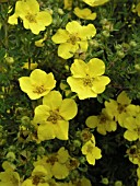 POTENTILLA FRUTICOSA DAKOTA SUNSPOT