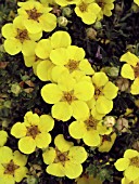 POTENTILLA FRUTICOSA FARRERI, (SYN. POTENTILLA FRUTICOSA GOLD DROP)