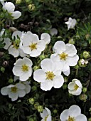 POTENTILLA FRUTICOSA FROSTY