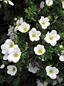 POTENTILLA FRUTICOSA MCKAYS WHITE