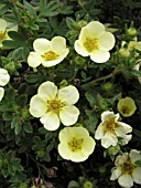 POTENTILLA FRUTICOSA PRIMROSE BEAUTY