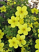 POTENTILLA FRUTICOSA YELLOWBIRD