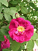 ROSA ALAIN BLANCHARD