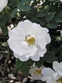 ROSA ALBA SEMI PLENA