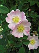 ROSA EGLANTERIA