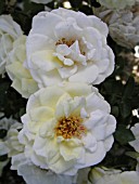 ROSA JP CONNELL