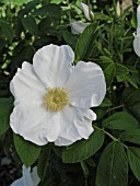 ROSA NYVELDTS WHITE