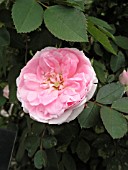 ROSA PRAIRIE JOY