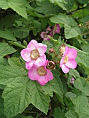 RUBUS ODORATUS