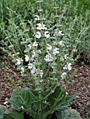 SALVIA ARGENTEA