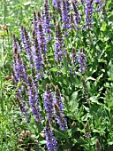 SALVIA NEMEROSA BLUE HILL