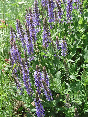 SALVIA_NEMEROSA_BLUE_HILL