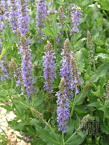 SALVIA_NEMEROSA_BLUE_HILL