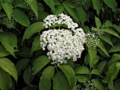 SAMBUCUS CANADENSIS AUREA