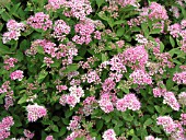 SPIRAEA JAPONICA LITTLE PRINCESS