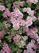 SPIRAEA JAPONICA LITTLE PRINCESS