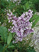 SYRINGA PRESTONIAE DONALD WYMAN