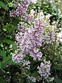 SYRINGA PRESTONIAE MINUET