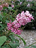 SYRINGA PRESTONIAE MISS CANADA