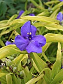 TRADESCANTIA SWEET KATE