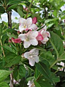 WEIGELA FLORIDA CARNAVAL