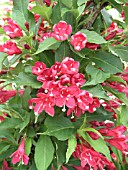 WEIGELA FLORIDA RED PRINCE