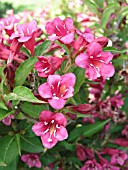 WEIGELA FLORIDA VANICEK