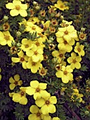 POTENTILLA FRUTICOSA GOLD DROP