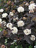 PHYSOCARPUS OPULIFOLIUS DIABLO