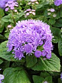 AGERATUM HOUSONIANUM BLUE DANUBE