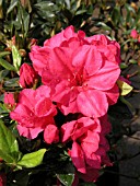 AZALEA HERSHEY RED