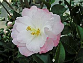 CAMELLIA JAPONICA APRIL REMEMBERED