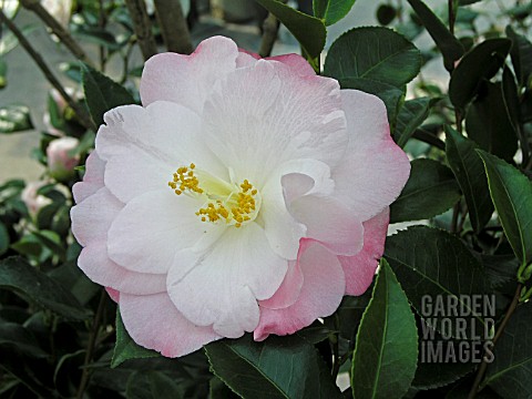 CAMELLIA_JAPONICA_APRIL_REMEMBERED