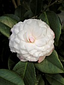 CAMELLIA JAPONICA NUCCIOS PEARL