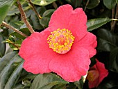 CAMELLIA JAPONICA SPRINGS PROMISE