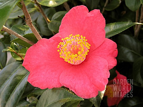 CAMELLIA_JAPONICA_SPRINGS_PROMISE