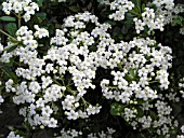 VIBURNUM OBOVATUM DENSA