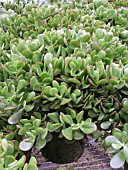 CRASSULA OVATA