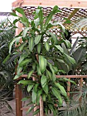 DRACAENA MASSANGEANA