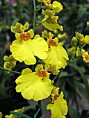 ORCHID ONCIDIUM