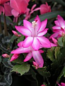 SCHLUMBERGERA