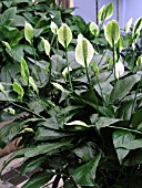 SPATHIPHYLLUM