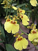 ORCHID ONCIDIUM