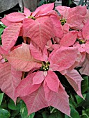 EUPHORBIA PULCHERRIMA POINSETTIA DAVINCI