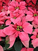 EUPHORBIA PULCHERRIMA FREEDOM PINK, (POINSETTIA FREEDOM PINK)