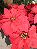 EUPHORBIA PULCHERRIMA POINSETTIA FREEDOM RED