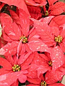 EUPHORBIA PULCHERRIMA POINSETTIA JESTER JINGLE