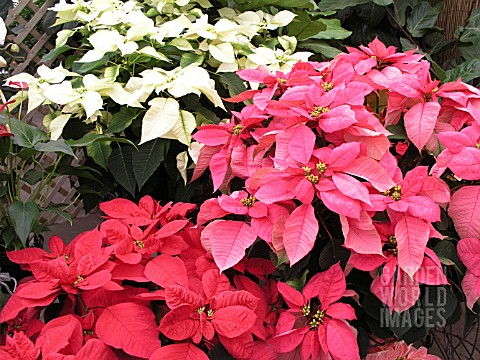 EUPHORBIA_PULCHERRIMA_POINSETTIA_MIX